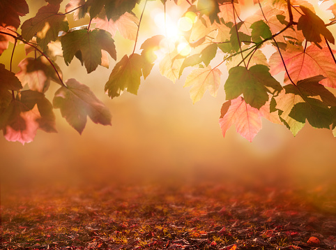 Red and brow, autumn tree leaves with an autumnal bokeh background.