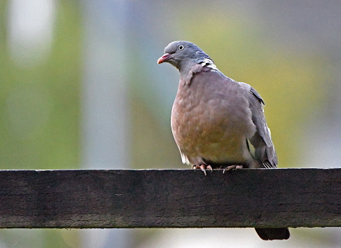 A wood pigeon perching on a wooden fence with lots of copy space and a de focussed background.