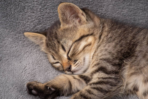 istock Adorable little kitten sleeping on gray plaid 1336293839