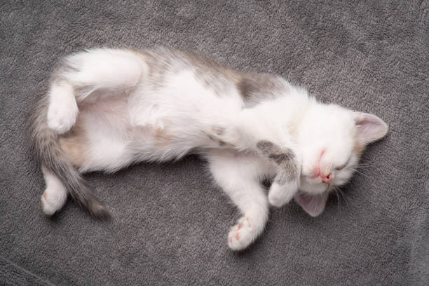 Grey and white cat lying on its back on the floor, enjoying a moment of relaxation