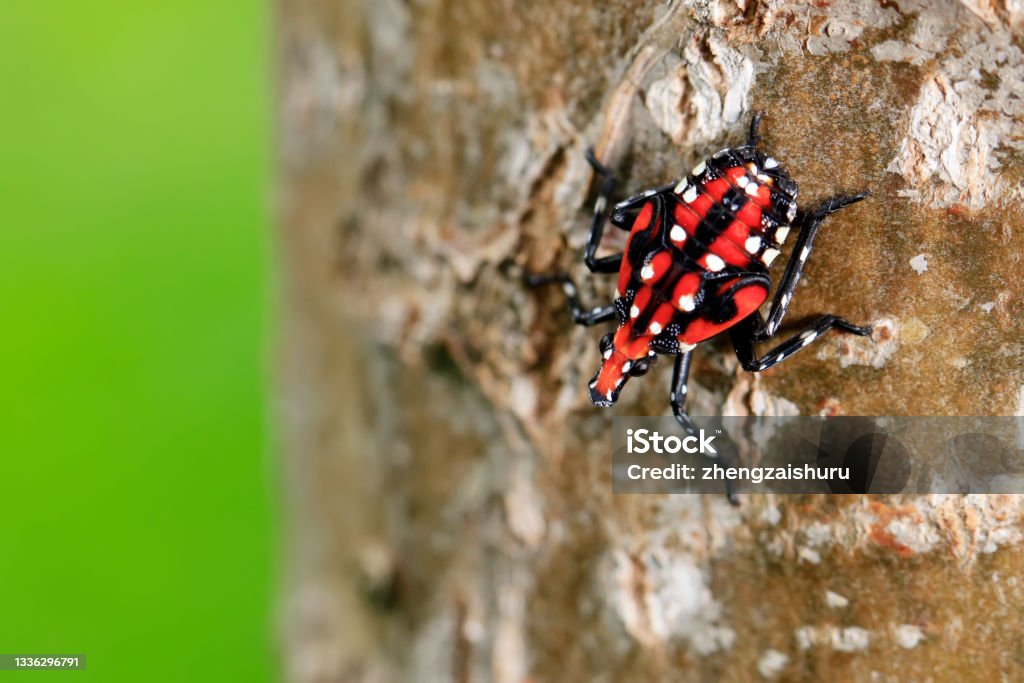 Lycorma delicatula, Vertical image of fourth-instar stage of spotted lanternfly Lycorma delicatula, Vertical image of fourth-instar stage of spotted lanternfly, Lycorma delicatula is a planthopper and infesting Spotted Lanternfly Stock Photo