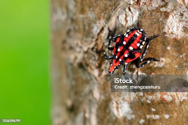 Lycorma Delicatula Vertical Image Of Fourthinstar Stage Of Spotted Lanternfly Stock Photo - Download Image Now