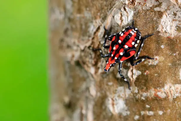 Photo of Lycorma delicatula, Vertical image of fourth-instar stage of spotted lanternfly
