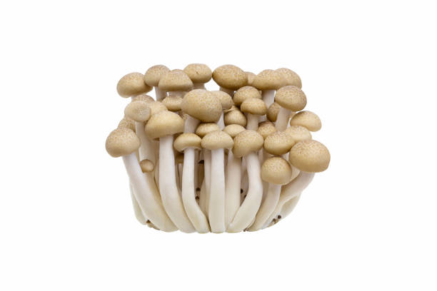 Brown shimeji mushrooms Fresh brown shimeji mushrooms with isolated on white background buna shimeji stock pictures, royalty-free photos & images