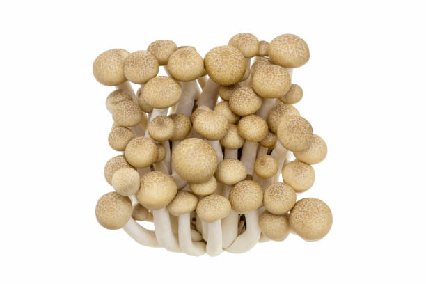 istock Brown shimeji mushrooms 1336297230