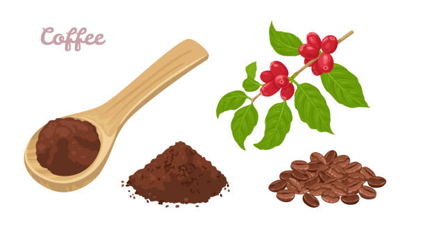 Coffee set. Ground coffee in a wooden spoon, heap of whole beans and a branch of a plant with coffee berries. Vector illustration in cartoon flat style. Coffee set. Ground coffee in a wooden spoon, heap of whole beans and a branch of a plant with coffee berries. Vector illustration in cartoon flat style. ground coffee stock illustrations