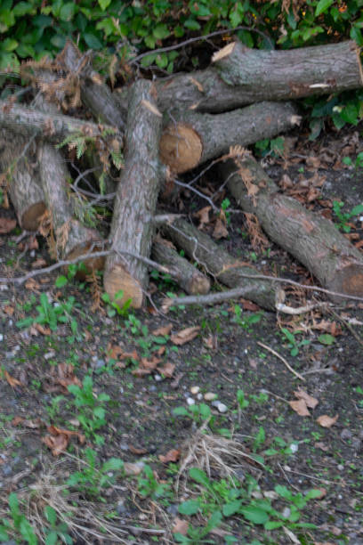 istock pile of sawn wood 1336300964