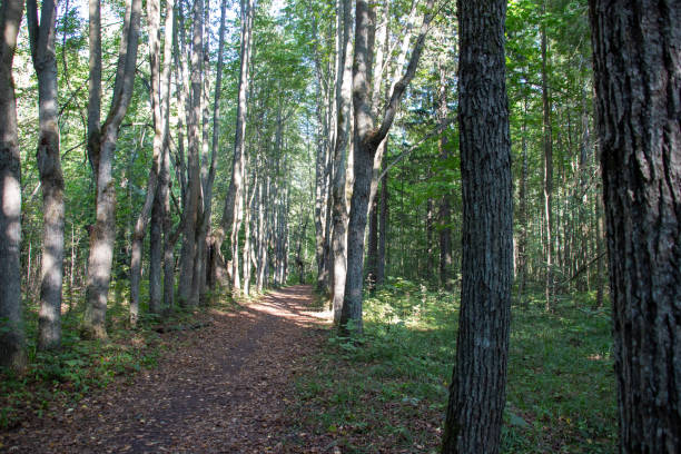 istock Path in park alley in sunny summer day 1336301781