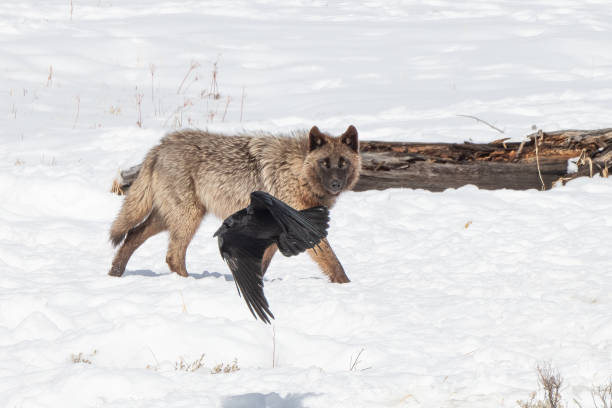istock Wapiti Grey (gray) Wolf canine in Yellowstone National Park 1336303260