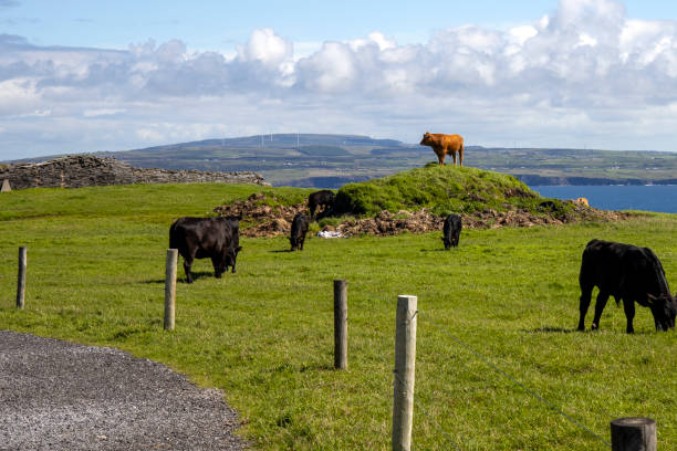 istock Cattle at Hag's Head, Cliffs of Moher, Wld Atlantic Way, County Clare, Ireland 1336303455