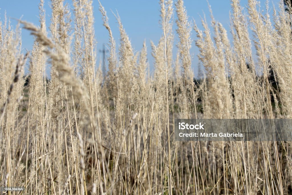 Tall grass Abstract Stock Photo