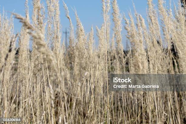 Tall Grass Stock Photo - Download Image Now - Abstract, Agricultural Field, Autumn