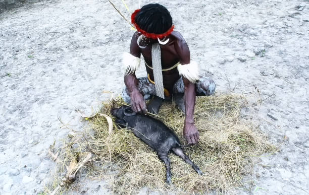 Dani Tribe Village Scene Dugum Dani Tribe Pig Festival. Slain pig for cooking in the ground with hot stones. New Guinea dani stock pictures, royalty-free photos & images