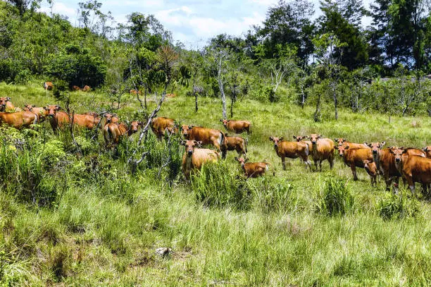 Domesticated Banteng (tembadau), cattle in Wamena, Papua, Indonesia.