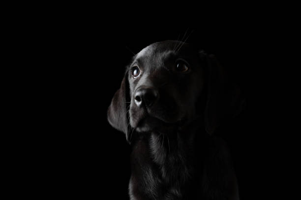 istock Beautiful black labrador puppy portrait 1336308108