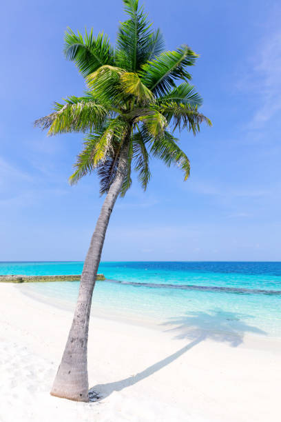 istock Maldives tropical beach with coconut palms and sea view 1336308970