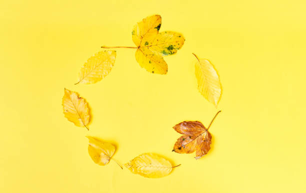 istock Fall flat lay composition with realistic leaves on yellow background. Hello october concept. Autumn background 1336310719