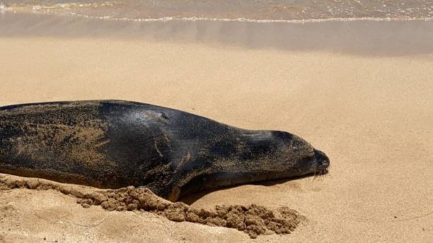 istock Hawaiian Monk Seal on Kauai Beach 1336314260
