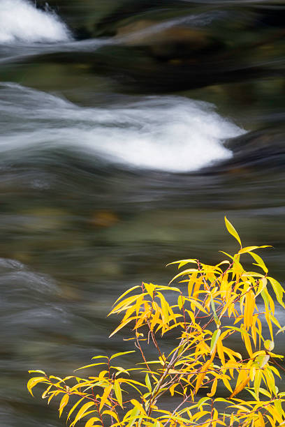 istock Yellow Leaves and Rapids 133631563