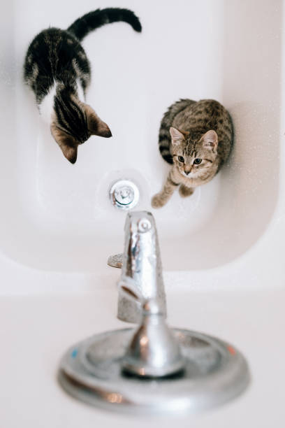 istock Kittens Playing In Bathtub 1336316892