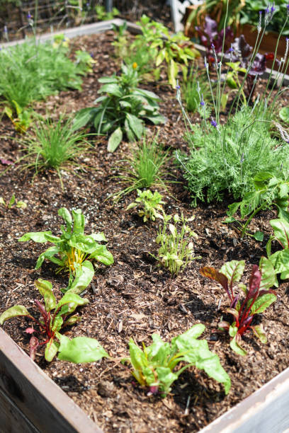 istock Life in the garden 1336317076