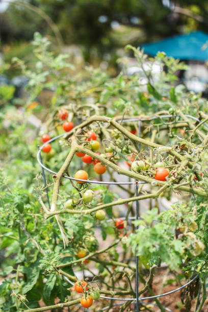 istock Life in the garden 1336317100