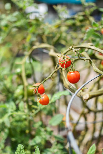 istock Life in the garden 1336317125