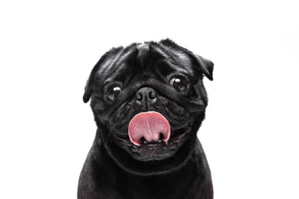 Cute purebred pug