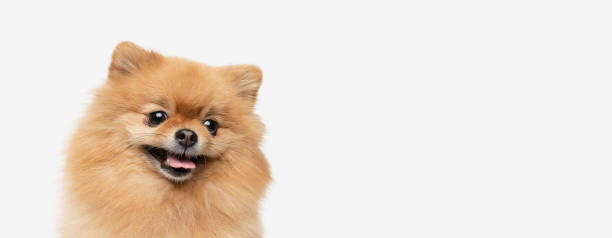 istock pomeranian dog sitting on isolated background. 1336319683