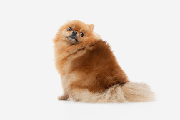 istock pomeranian dog sitting on isolated background. 1336319689