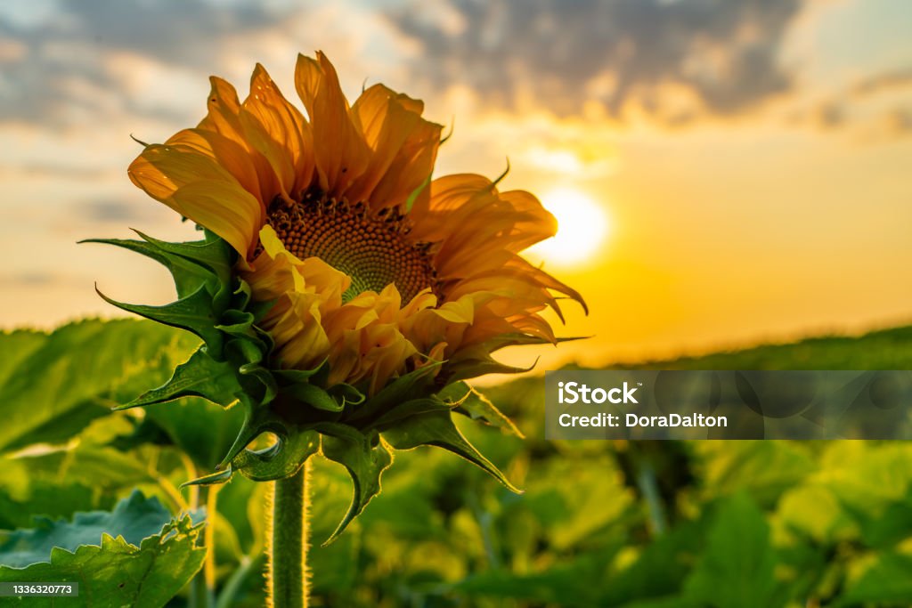 Sunflower Field at Sunset, Cookstown, Ontario, Canada. Ontario, Canada. Sunflower Stock Photo