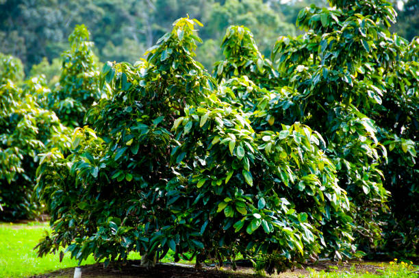 avocados plantation - avocado australia crop farm imagens e fotografias de stock