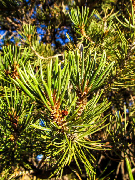 istock Close-up of  Utah Juniper, Juniperus Osteosperma, Needles 1336321347