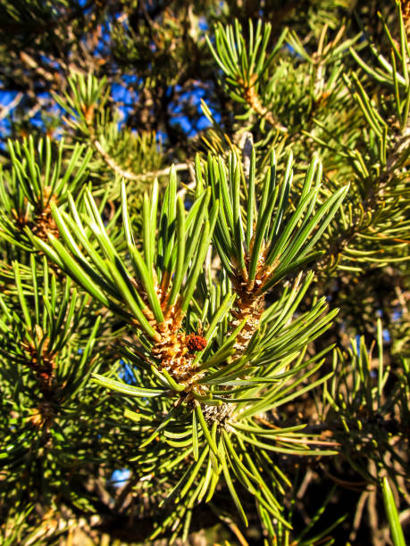 Close-up of  Utah Juniper, Juniperus Osteosperma, Needles Close-up of the needles of a Utah Juniper, Juniperus Osteosperma, in the Petrified Forest state park, outside Escalante, Utah, USA juniper tree juniperus osteosperma stock pictures, royalty-free photos & images