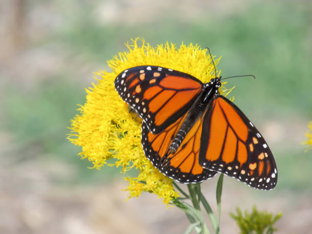 istock Monarch Butterfly, Danaus plexippus, on a yellow rabbit brush flower 1336321412