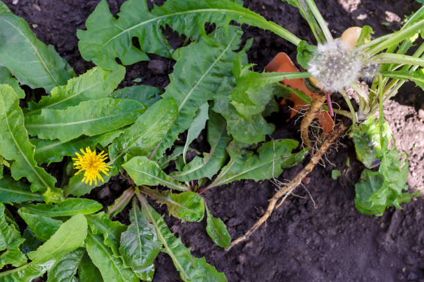 Dandelion blooming in the garden, dandelion with fluff uprooted and gardener tool in  soil background Dandelion blooming in the garden, dandelion with fluff uprooted and gardener tool in  soil background, weeds pattern concept dandelion root stock pictures, royalty-free photos & images