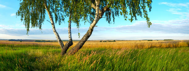 rural scene