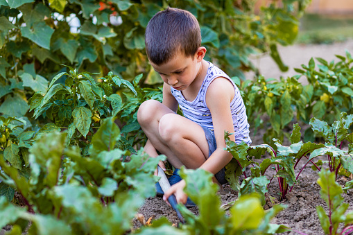 A photo of a little boy picking vegetables with  in organic garden