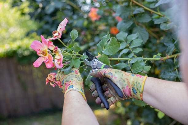 istock Senior woman working on her farm 1336321607