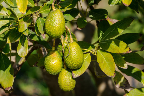 istock avocado on tree, health, diet 1336321835