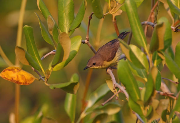 istock Golden-bellied Gerygone 1336322981