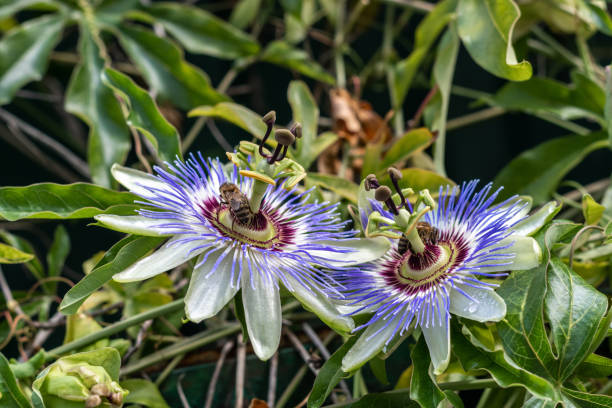 Two blooming Passiflora flowers Two blooming passion fruit flowers or Passiflora with bees collecting nectar passion flower stock pictures, royalty-free photos & images