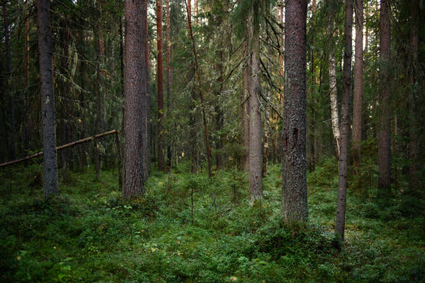 istock A dense forest in the north of russia 1336324335