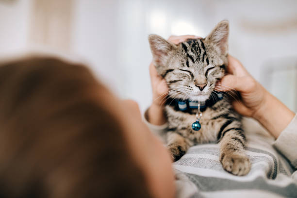 chaton câline avec l’enfant alors qu’il la caresse - col photos et images de collection