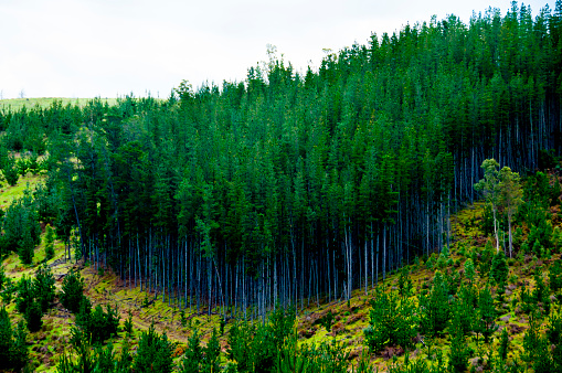 forest dieback - bare tree trunks from dead spruces as a witness to climate change stand on the slopes of the Brocken.
