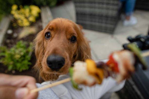 can i have a bite? - poultry animal curiosity chicken imagens e fotografias de stock