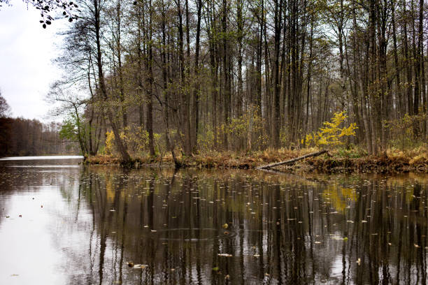 istock Forest lake in autumn, reflection of falling flies 1336326512