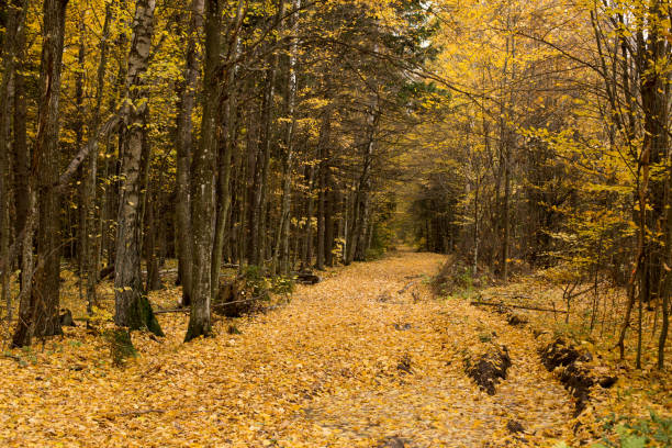 istock Autumn park and forest under clear clear sky 1336326522