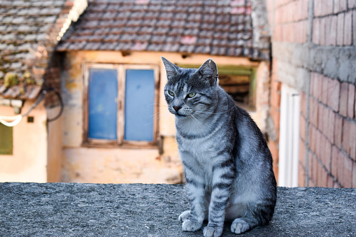 Cat on a rooftop