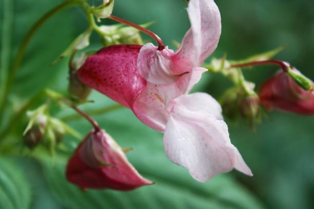 Balsam flower Pink flower balsamine glandular ornamental jewelweed stock pictures, royalty-free photos & images